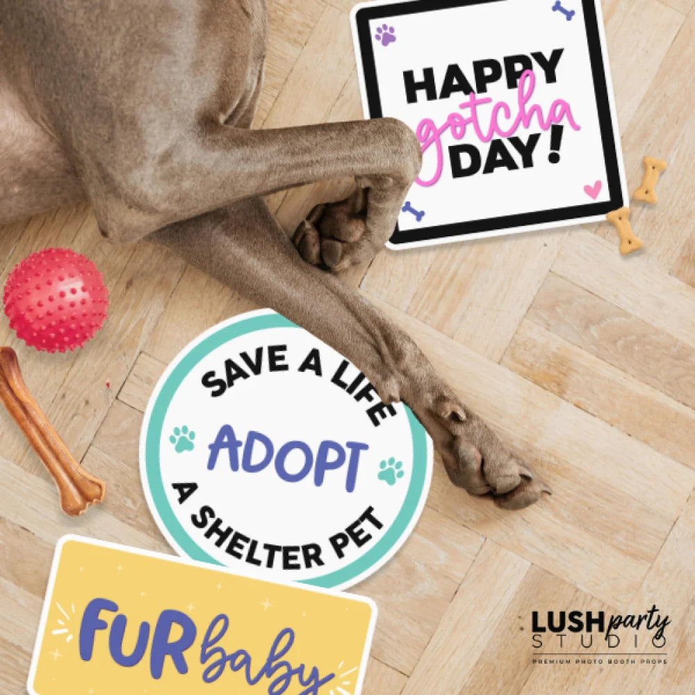 Dog lying on a wooden floor with adoption-themed signs and a 'Happy gotcha day!' prop by lush party studio.